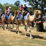 Camel Rides