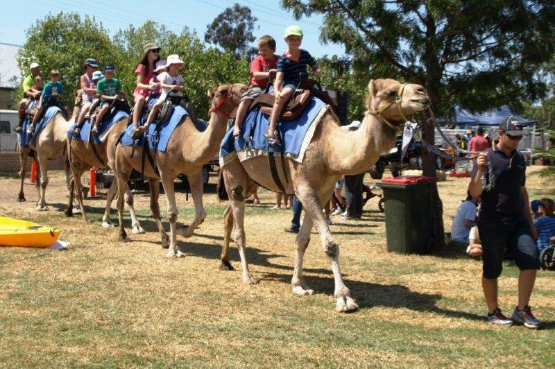 Camel Rides