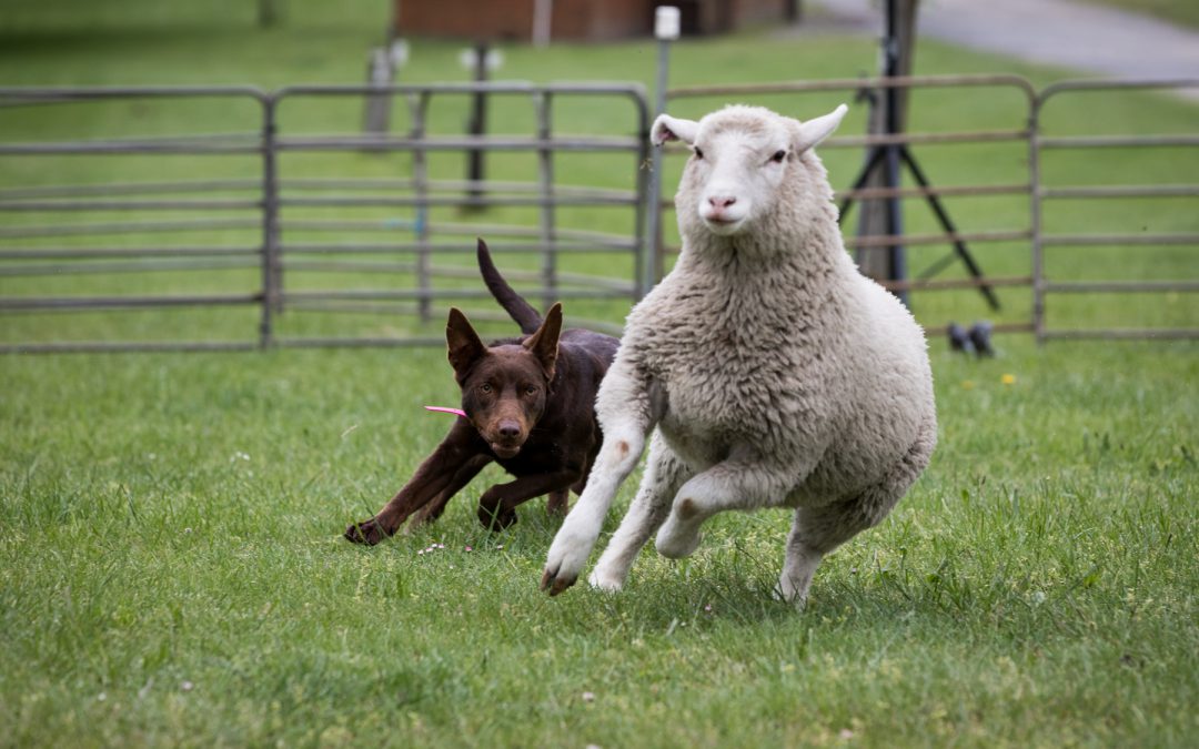 Beloka Kelpie: Working dog Demonstrations