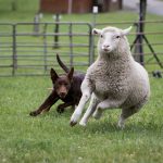 Beloka Kelpie: Working dog Demonstrations